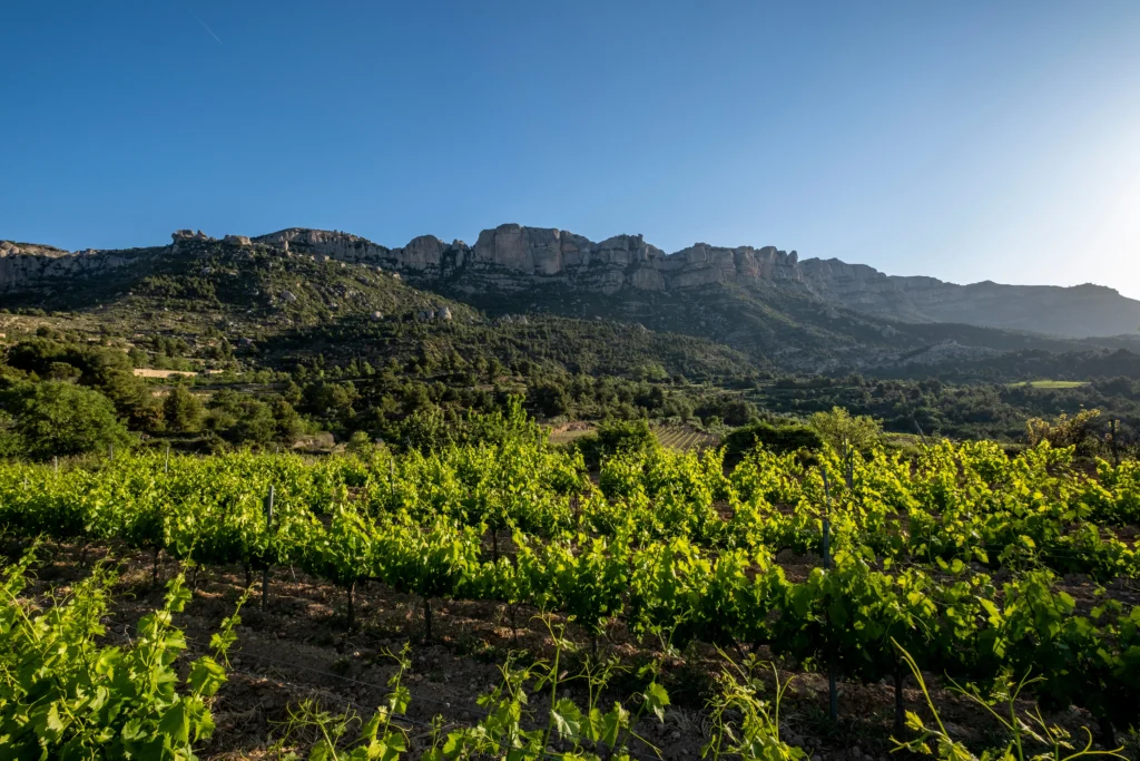 Viñedos de Montsant